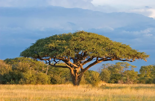 The Art of Acacia: Why Timmy Woods Chose This Exceptional Wood for Luxury Handbags